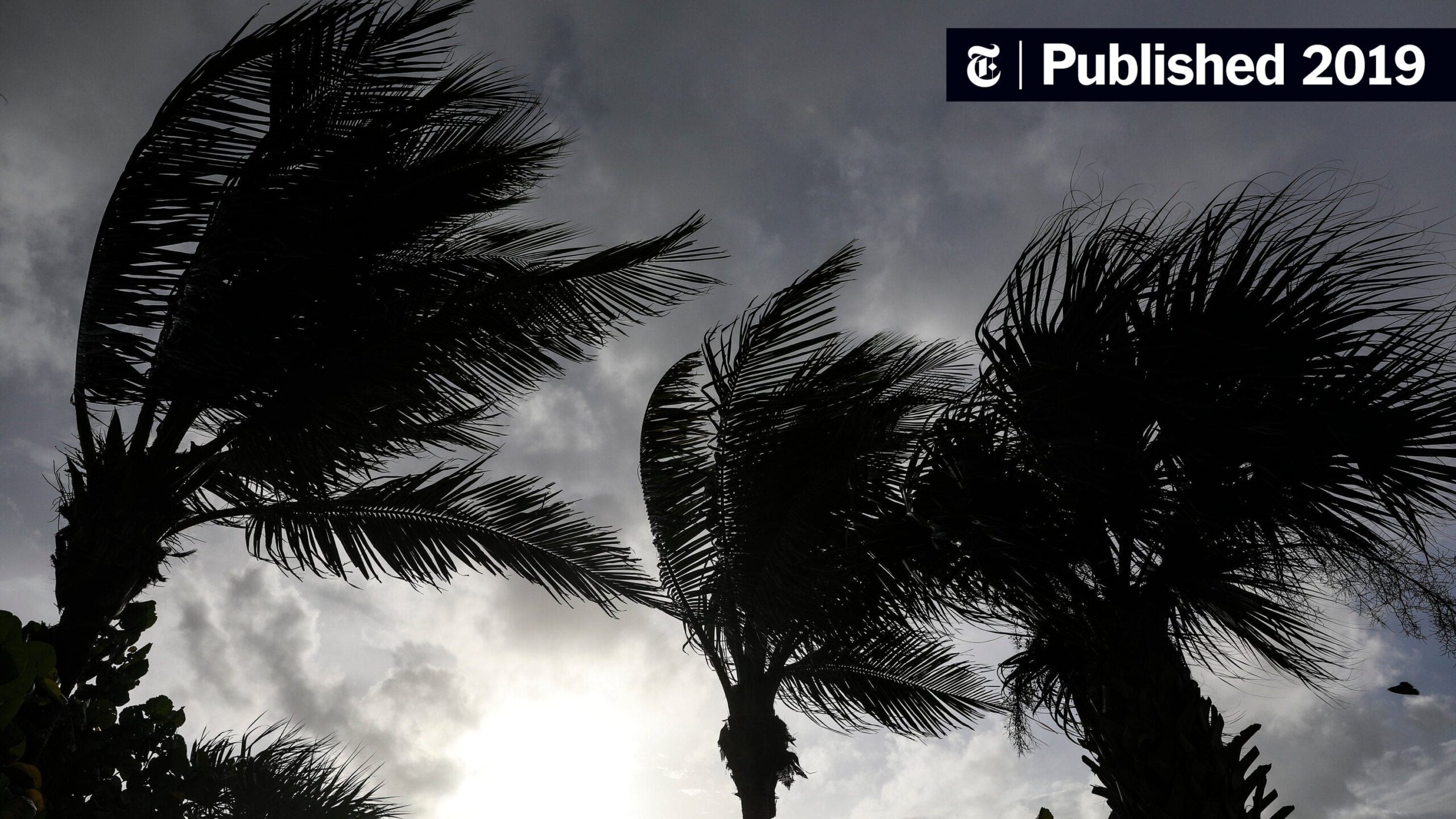 Storm-whipped palm trees, Topsail. Need hurricane protection shutters.
