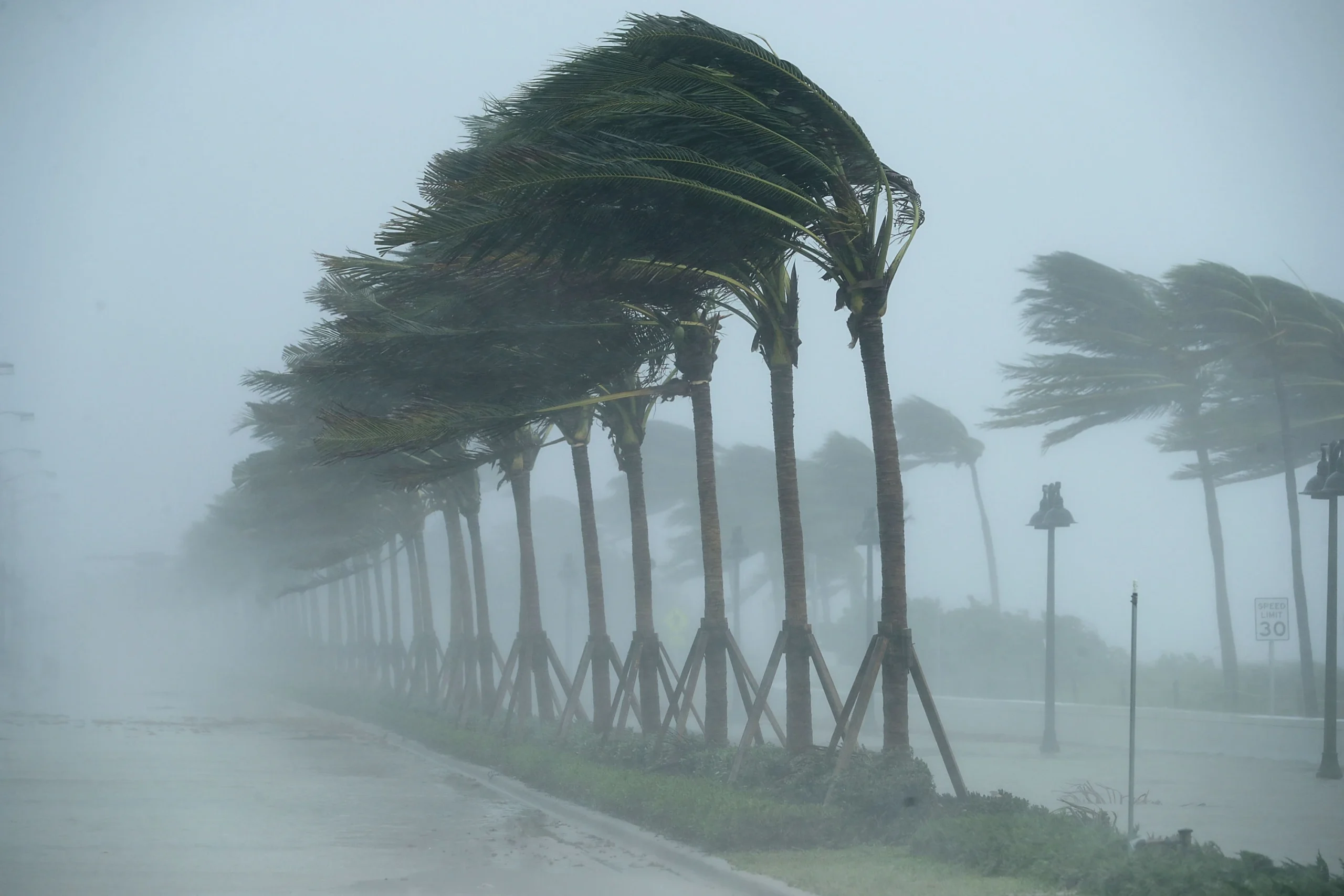 Severe hurricane winds lash coastal palm trees, wilmington - american hurricane shutters Hurricane-force winds severely bending palm trees during heavy rain.