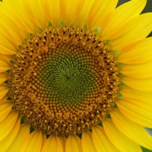Close-up detail of aluminum hurricane shutters in a coastal setting